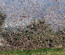 Criquets errachidia